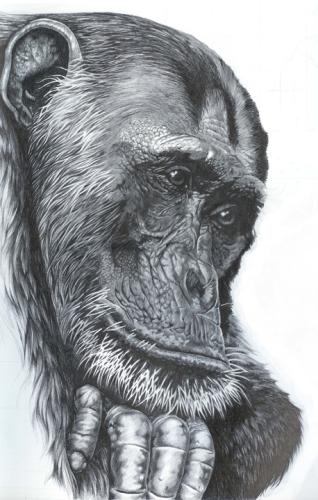 chimp copy